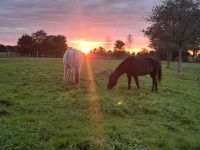 Pflegebeteiligungen für Ponys Niedersachsen - Wingst Vorschau