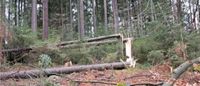 SUCHE Holz Brennholz Bayern - Neureichenau Vorschau