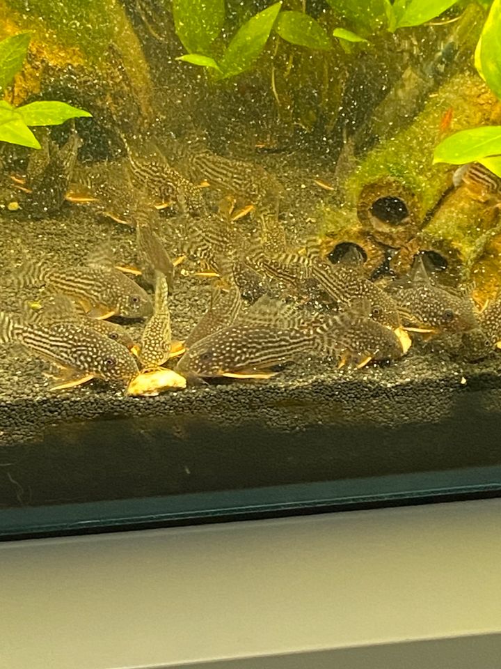 Orangeflossen-Panzerwels (Corydoras sterbai) in Lübeck