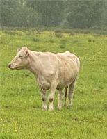 Angus, Blond D‘Aquitaine Niedersachsen - Moormerland Vorschau