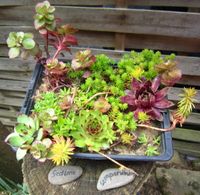 Sempervivum/Hauswurz + Sedum Mix verschiedene Sorten Steingarten Hessen - Liebenau Vorschau