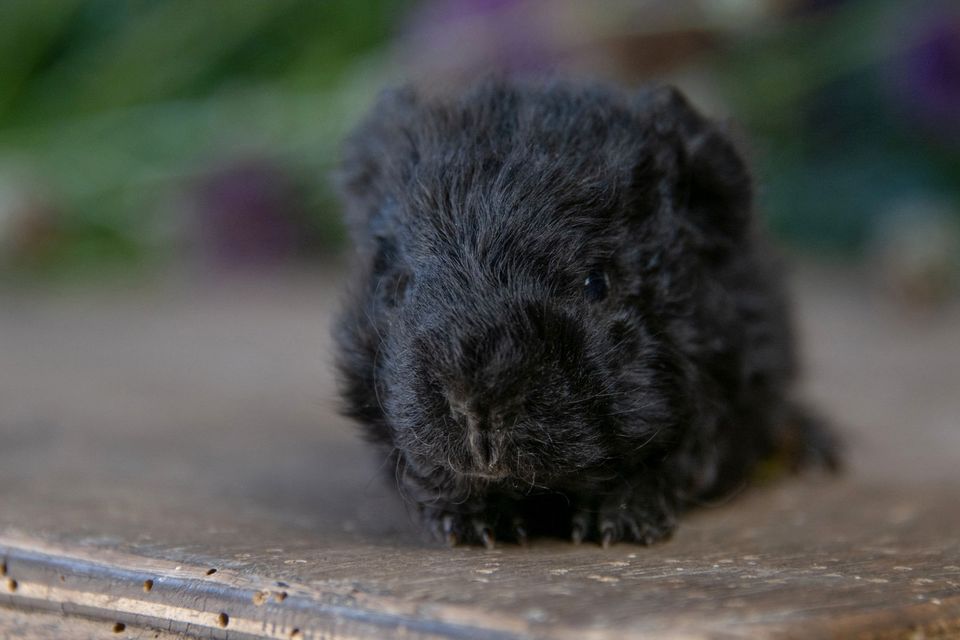 Meerschweinchen Lunkarya Bock Schwarz in Camburg