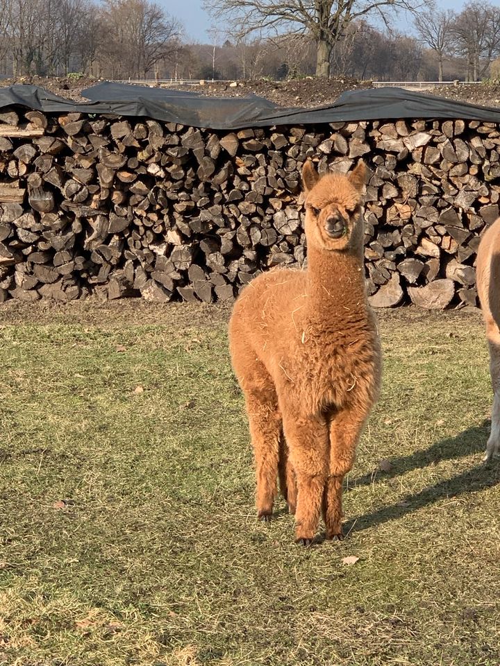 Alpaka Huacaya Junghengst mit Appaloosa Genetik/ Hengst abzugeben in Uetze