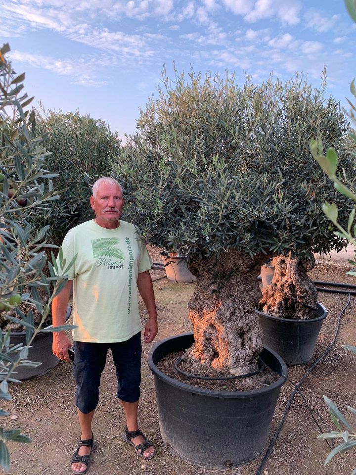 Olea Europaea hojiblanca(Olivenbaum)Bonsai 160/180cm Stammumfang in Recklinghausen