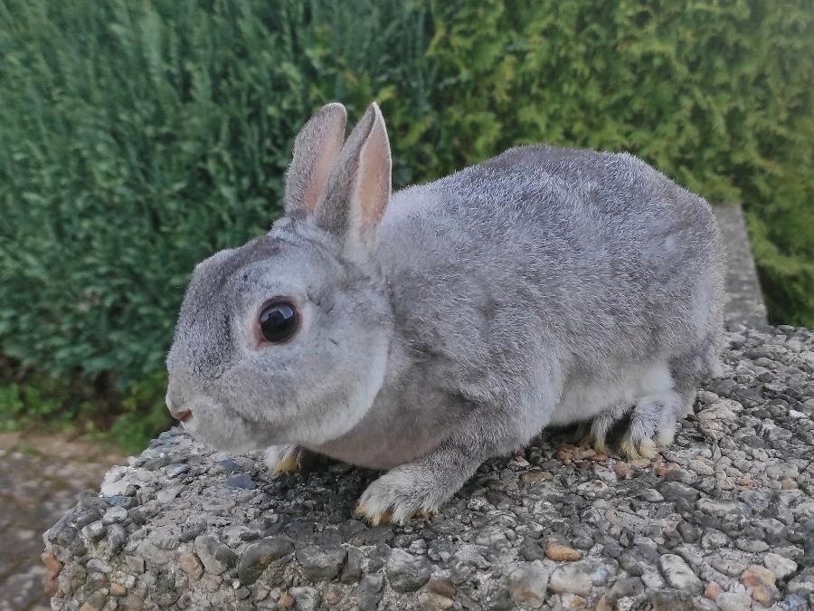 Zwergkaninchen zwergrex rammler geb 18.8.23 in Siershahn