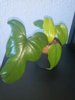 Philodendron Violin, Pflanze Bonn - Buschdorf Vorschau