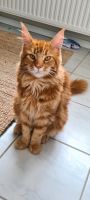 Maine Coon Kater vermisst!!! Finderlohn!! Nordrhein-Westfalen - Balve Vorschau