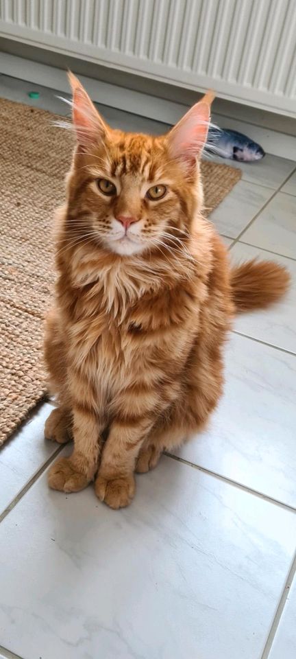 Maine Coon Kater vermisst!!! Finderlohn!! in Balve