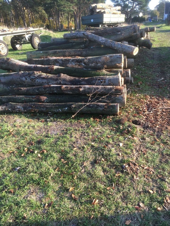 Kaminholz Brennholz Stammholz Buche in Trassenheide