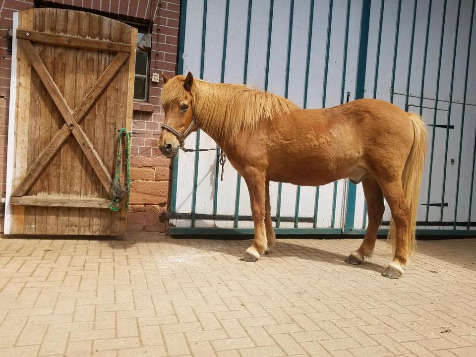 Reitbeteiligungen auf meinen Isländern in Münchhausen