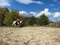 Jungpferdeausbildung Baden-Württemberg - Riedlingen Vorschau