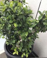 Ficus, Birkenfeige,Benjamin,Lorbeer-Feige,alte große Pflanze/Baum Hessen - Nauheim Vorschau