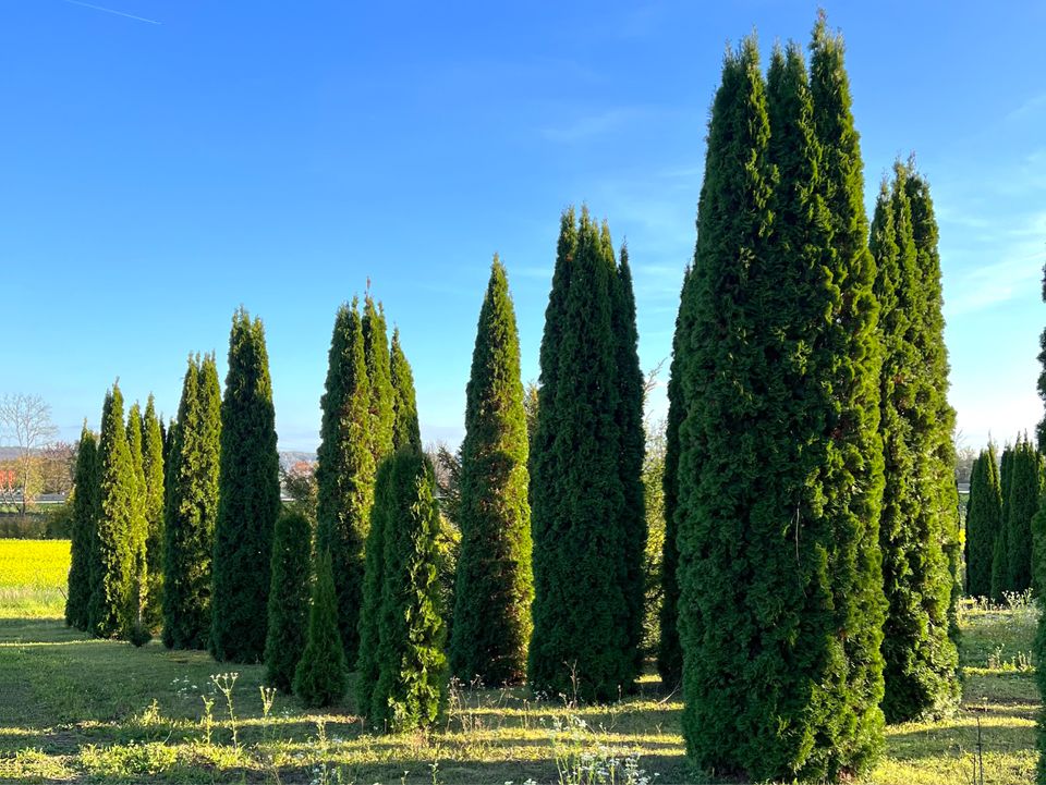 Lebensbaum Thuja occidentalis 'Smaragd' 350-400 cm | Bayernhecke` in Ingoldingen