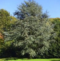 Blaue Atlaszeder 60-80cm - Cedrus atlantica Niedersachsen - Bad Zwischenahn Vorschau