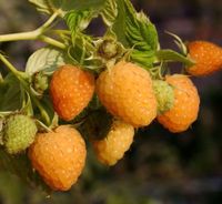 Himbeeren Pflanzen verschiedene Sorten Baden-Württemberg - Ilvesheim Vorschau