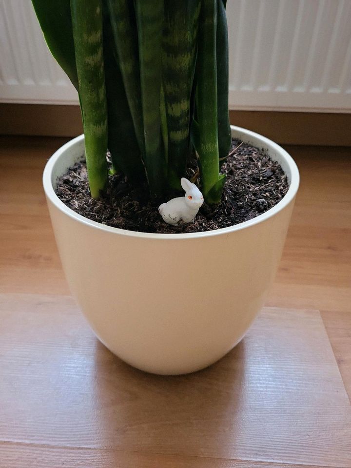 Sansevieria black Coral/Bogenhanf ca.102 cm,mehrjährig blüht auch in Heilbronn