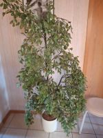 Ficus-Benjamini  170cm künstlich Niedersachsen - Schwülper Vorschau