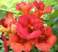 Trompetenblume (Campsis radicans) Nordrhein-Westfalen - Oberhausen Vorschau