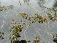 Teichpflanzen : 10 ltr. kan. Wasserpest, algenfreies Teichwasser Niedersachsen - Derental Vorschau