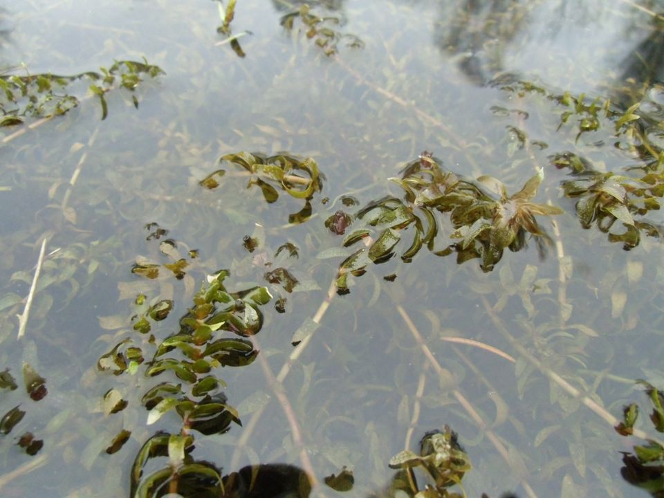 Teichpflanzen : 10 ltr. kan. Wasserpest, algenfreies Teichwasser in Derental