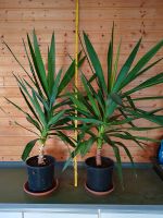 2 Yucca-Palmen, selbstgezogen Bayern - Karlshof b Ederheim Vorschau