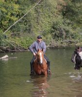 Quartier Horse Wallach Sohn von Hotroddin Invitation Baden-Württemberg - Hohenstein Vorschau