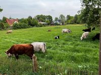 Grünland Weide landwirtschaftliche Fläche Niedersachsen - Neu Wulmstorf Vorschau