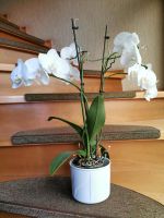 Weiße Orchidee mit Übertopf / Blumentopf Niedersachsen - Langwedel Vorschau