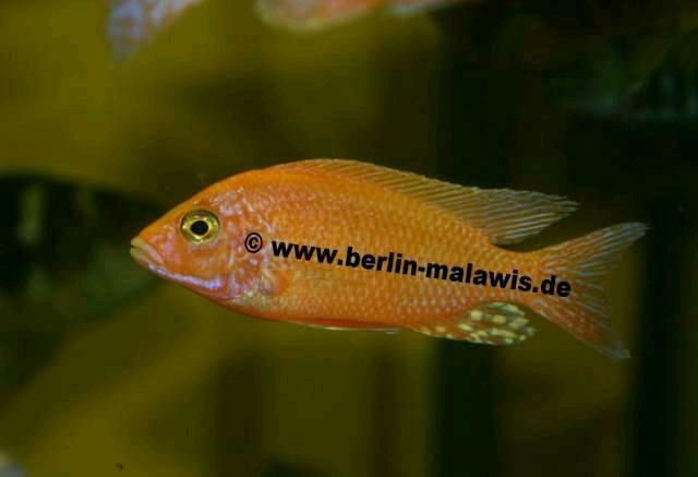 Aulonocara Firefish ca 2 - 10 cm Jungtiere in Berlin