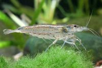 Aquarium Garnele: Amanogarnele L (Caridina multidentata) 3,50€St Nordrhein-Westfalen - Bornheim Vorschau