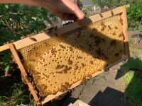 Ableger Bienen Jungvolk mit Königin 2024 auf Zander 3-4 Waben Nordrhein-Westfalen - Dorsten Vorschau