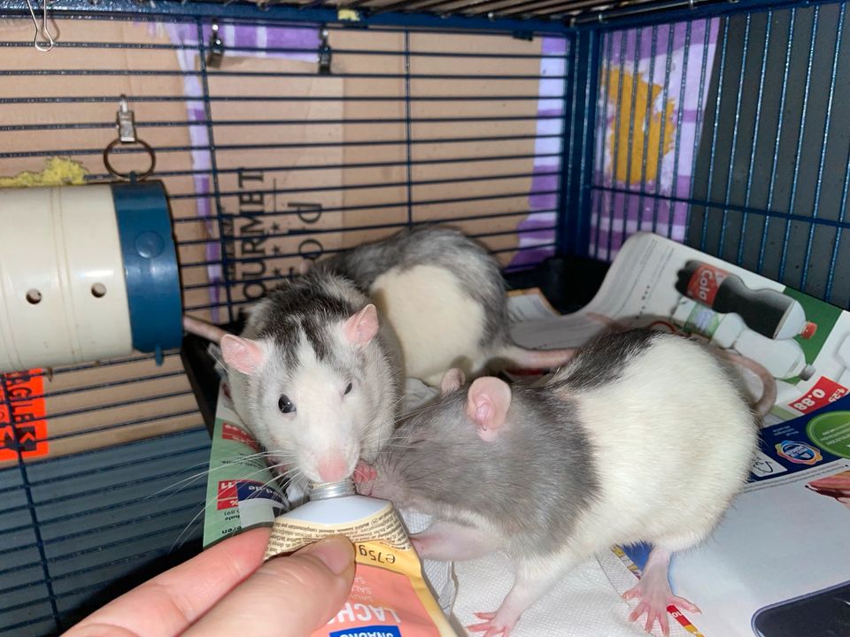 5 Ratten suchen dringend ein neues Zuhause in Neunkirchen