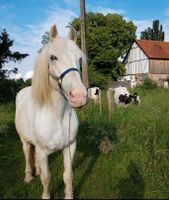 Reitbeteiligung gesucht (Pferd sucht Mensch) Hessen - Rödermark Vorschau