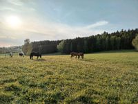 Offenstall, Offenstallplatz, Einstellplatz, Pferdepension Bayern - Immenreuth Vorschau