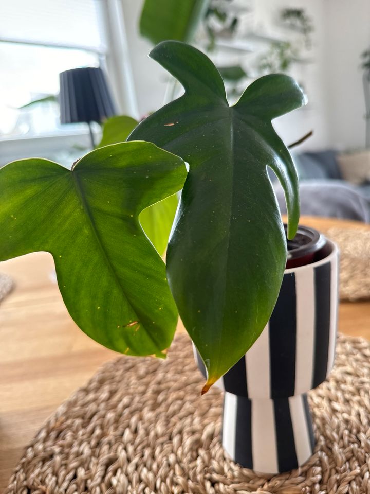 Philodendron Florida green - Zimmerpflanze in Kastellaun