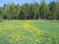 Ich suche eine Wiese Nordrhein-Westfalen - Salzkotten Vorschau