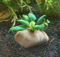 Anubia auf Stein Aquariumpflanze Wasserpflanze Nordrhein-Westfalen - Hamm Vorschau