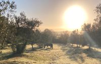 Urlaub gegen Hand in der Maremma. Natur, Tiere & Me(h/e)r München - Bogenhausen Vorschau