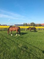 3 große helle Pferdeboxen mit Paddock in Duderstadt-Nesselröden Niedersachsen - Duderstadt Vorschau