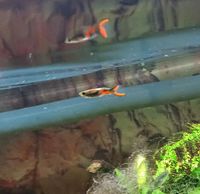 Endler Guppy Männchen/Weibchen Bayern - Aresing Vorschau