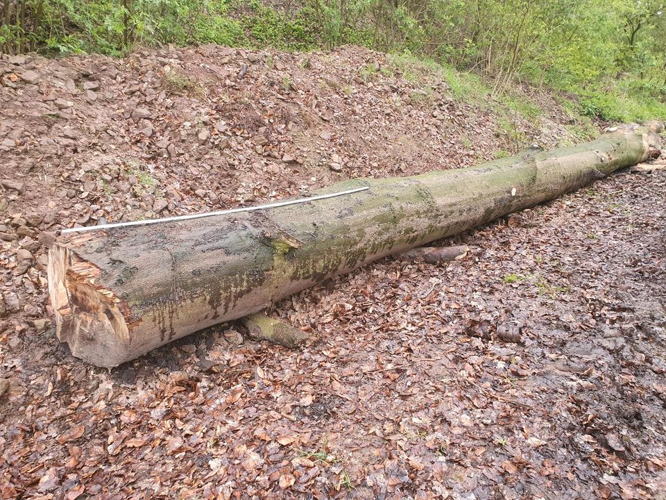 2,88qm fm Festmeter Buche 9m x 63cm Stammholz Holzstamm Stamm in Marienmünster