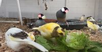 Reisfinken und Kanarien Vögel abzugeben Bochum - Bochum-Ost Vorschau