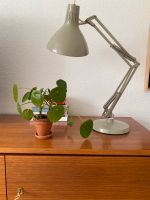 Chinesischer Geldbaum, Zimmerpflanze, Pilea peperomioides Münster (Westfalen) - Centrum Vorschau