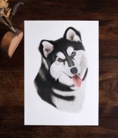 Hundeportrait, realistisch, Husky, Tierportrait, handgemalt Schleswig-Holstein - Oldendorf (Holstein) Vorschau