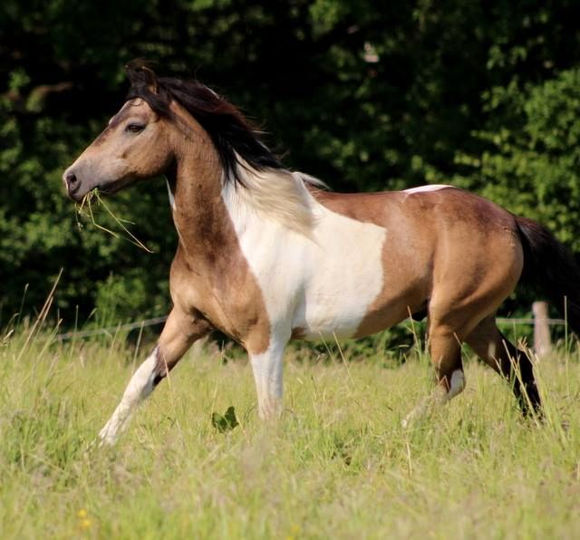 Ferienprogramm Reiterferien Ferienfreizeit Reiten Reiterurlaub in Velbert