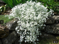 Hornkraut-Cerastium-Bodendecker-Steingarten-weiß- winterhart Baden-Württemberg - Sachsenheim Vorschau