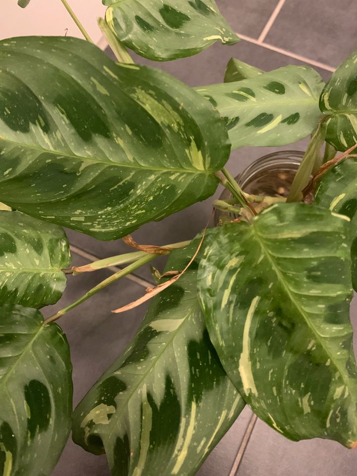 Maranta Leuconeura Kerchoveana Variegata korbmarante in Schkeuditz