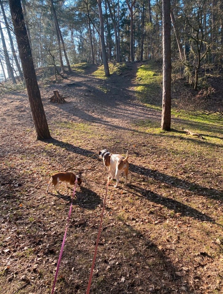 Gassi gehen, Hundebeschäftigung, Social Walks, Gassi Service in Ritterhude