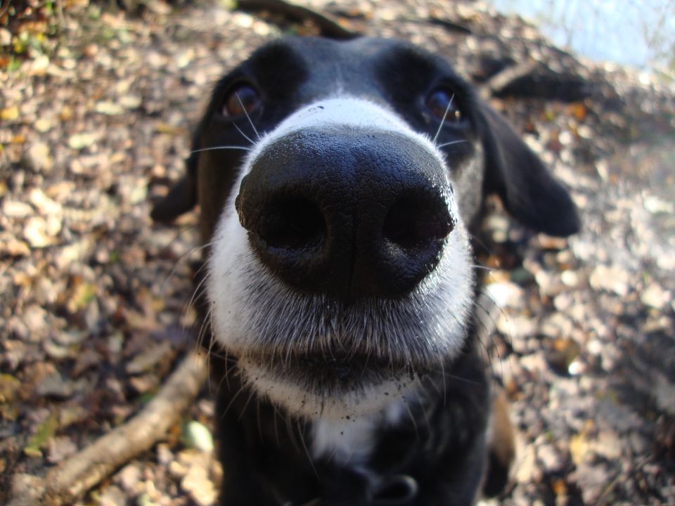 Gassiservice, Einzelrunde für den Hund, Katzenbetreuung in Leipzig