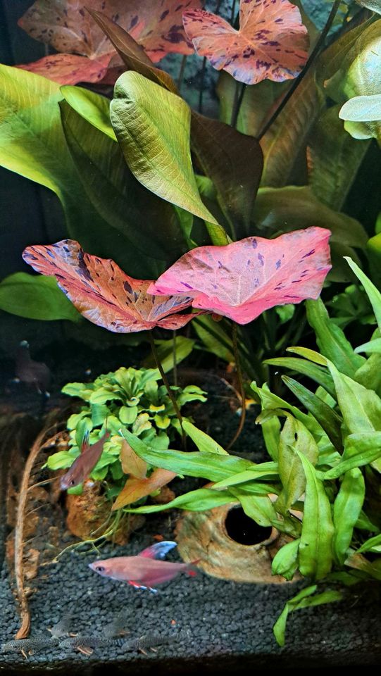 Roter Tigerlotus Ableger Nymphaea lotus Aquariumpflanze in Pattensen